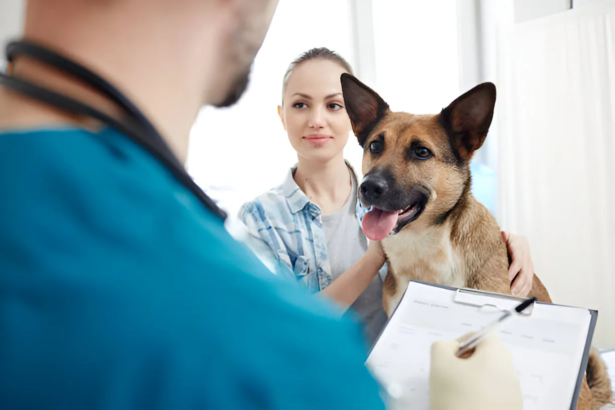Diferencias entre un seguro de responsabilidad civil y un seguro veterinario
