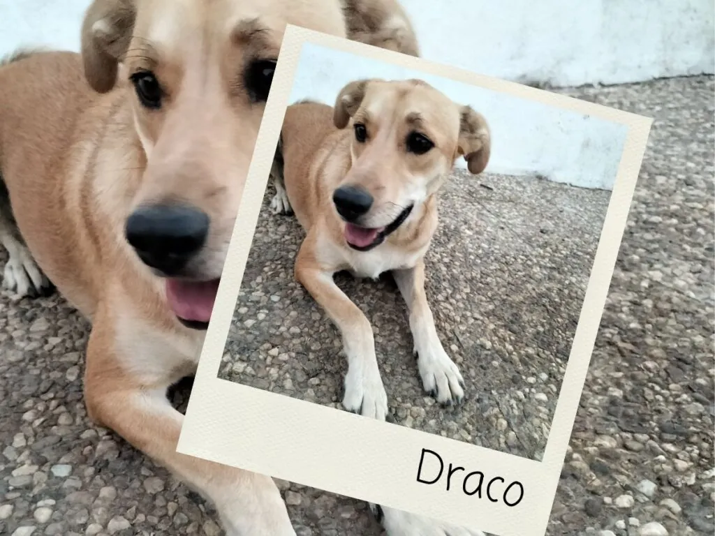 Draco, testador de Cupones Pet