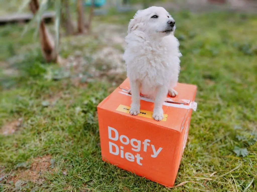 Perro con caja de Dogfy Diet