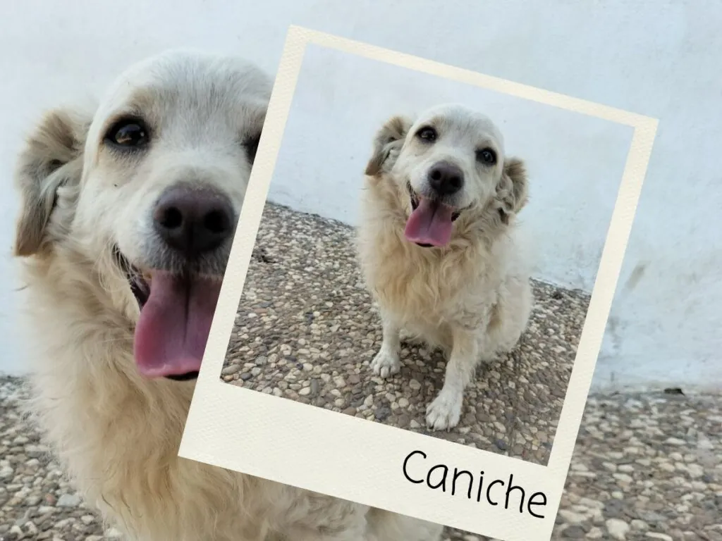 Caniche, miembro del equipo Cupones Pet