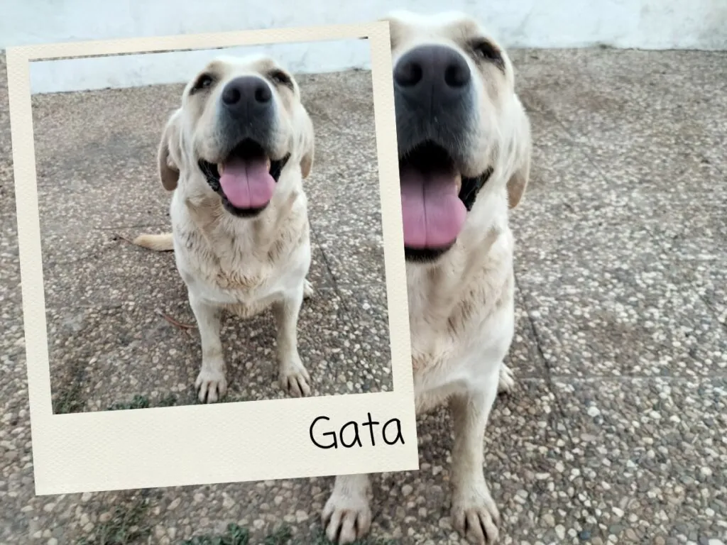Gata, testador de Cupones Pet