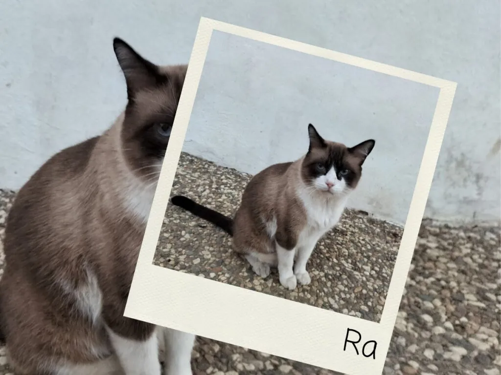 Ra, testador de Cupones Pet