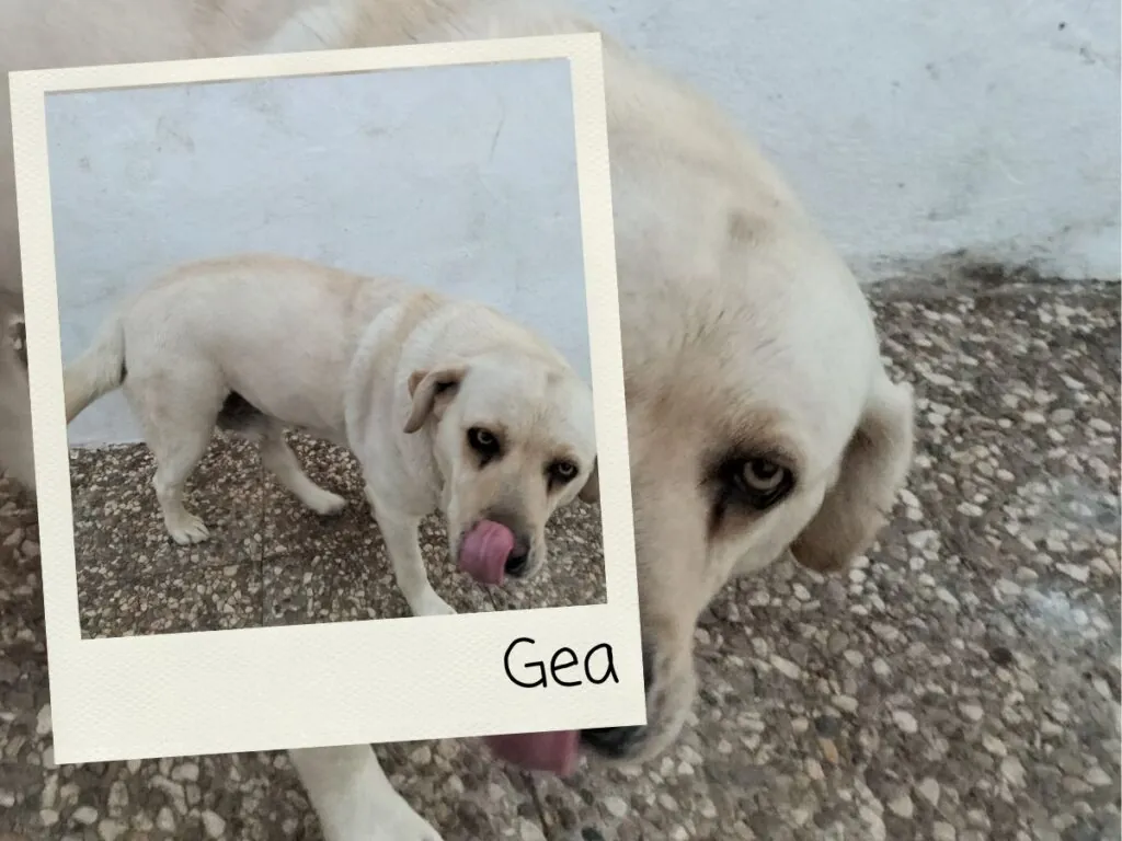 Gea, miembro del equipo Cupones Pet